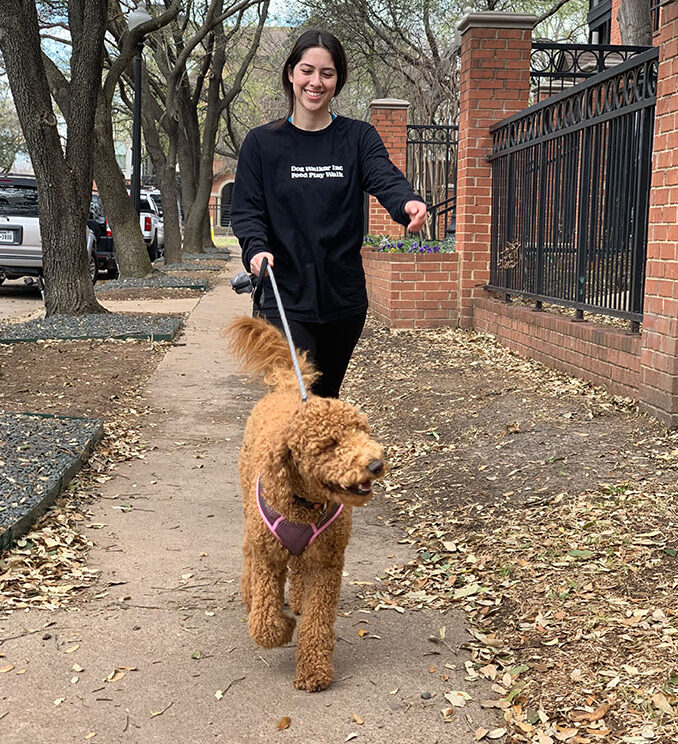 Dog Walker Walking Dog